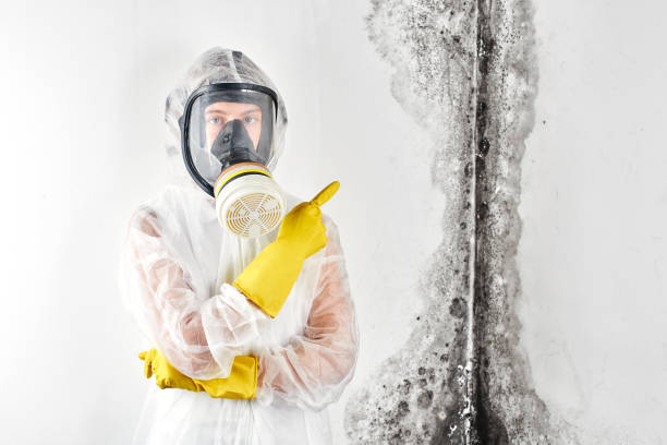 Best Basement Mold Removal  in USA